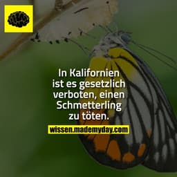 In Kalifornien ist es gesetzlich verboten, einen Schmetterling zu töten.