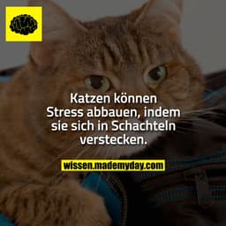 Katzen können Stress abbauen, indem sie sich in Schachteln verstecken.