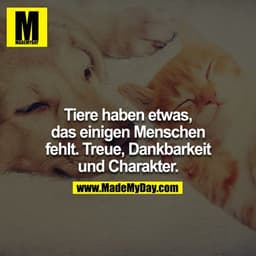 Tiere haben etwas, das einigen Menschen fehlt. Treue, Dankbarkeit und Charakter
