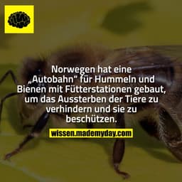 Norwegen hat eine „Autobahn“ für Hummeln und Bienen mit Fütterstationen gebaut, um das Aussterben der Tiere zu verhinder