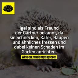 Igel sind als Freund der Gärtner bekannt, da sie Schnecken, Käfer, Raupen und ähnliches fressen und dabei keinen Schaden