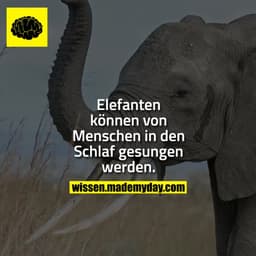 Elefanten können von Menschen in den Schlaf gesungen werden.