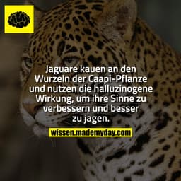 Jaguare kauen an den Wurzeln der Caapi-Pflanze und nutzen die halluzinogene Wirkung, um ihre Sinne zu verbessern und bes