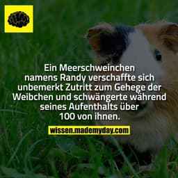 Ein Meerschweinchen namens Randy verschaffte sich unbemerkt Zutritt zum Gehege der Weibchen und schwängerte während sein