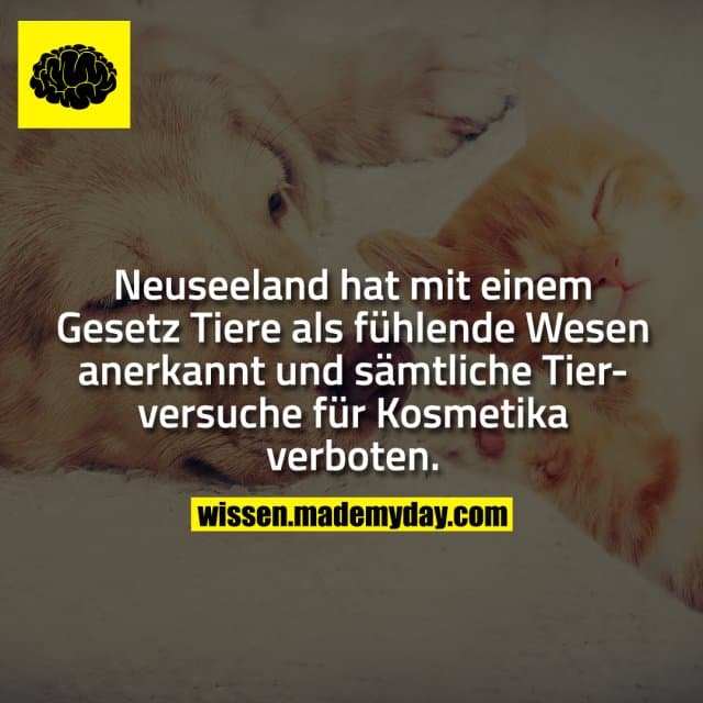 Neuseeland hat mit einem Gesetz Tiere als fühlende Wesen anerkannt und sämtliche Tierversuche für Kosmetika verboten.