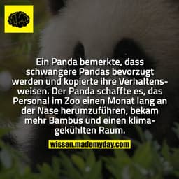 Ein Panda bemerkte, dass schwangere Pandas bevorzugt werden und kopierte ihre Verhaltensweisen. Der Panda schaffte es, d
