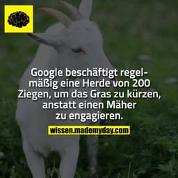 Google beschäftigt regelmäßig eine Herde von 200 Ziegen, um das Gras zu kürzen, anstatt einen Mäher zu engagieren.