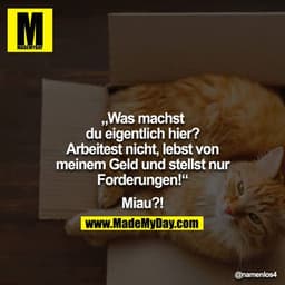 „Was machst du eigentlich hier? Arbeitest nicht, lebst von meinem Geld und stellst nur Forderungen!“

Miau?!