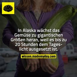In Alaska wächst das Gemüse zu gigantischen Größen heran, weil es bis zu 20 Stunden dem Tageslicht ausgesetzt ist.