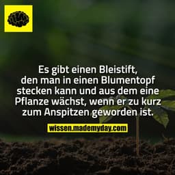 Es gibt einen Bleistift, den man in einen Blumentopf stecken kann und aus dem eine Pflanze wächst, wenn er zu kurz zum A