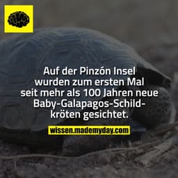 Auf der Pinzón Insel wurden zum ersten Mal seit mehr als 100 Jahren neue Baby-Galapagos-Schildkröten gesichtet.