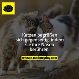 Katzen begrüßen sich gegenseitig, indem sie ihre Nasen berühren.