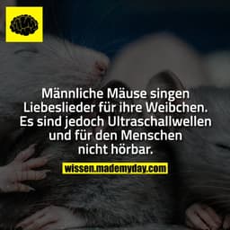 Männliche Mäuse singen Liebeslieder für ihre Weibchen. Es sind jedoch Ultraschallwellen und für den Menschen nicht hörba