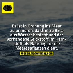 Es ist in Ordnung ins Meer zu urinieren, da Urin zu 95 % aus Wasser besteht und der vorhandene Stickstoff im Harnstoff a