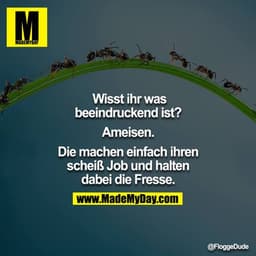 Wisst ihr was beeindruckend ist?

Ameisen.

Die machen einfach ihren scheiß Job und halten dabei die Fresse.