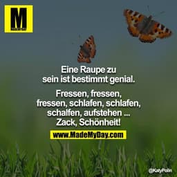 Eine Raupe zu sein ist bestimmt genial.

Fressen, fressen, fressen, schlafen, schlafen, schalfen, aufstehen ... Zack, Sc