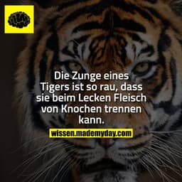 Die Zunge eines Tigers ist so rau, dass sie beim Lecken Fleisch von Knochen trennen kann.