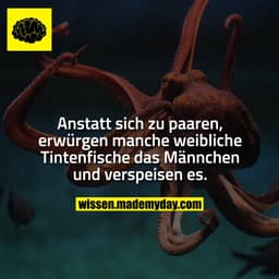 Anstatt sich zu paaren, erwürgen manche weibliche Tintenfische das Männchen und verspeisen es.
