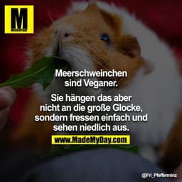 Meerschweinchen sind Veganer.

Sie hängen das aber nicht an die große Glocke, sondern fressen einfach und sehen niedlich