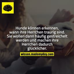 Hunde können erkennen, wann ihre Herrchen traurig sind. Sie wollen dann häufig gestreichelt werden und machen ihre Herrc