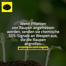 Wenn Pflanzen von Raupen angefressen werden, senden sie chemische SOS-Signale an Wespen aus, die die Raupen angreifen.