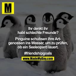 Ihr denkt ihr habt schlechte Freunde?

Pinguine schubsen ihre Artgenossen ins Wasser, um zu prüfen, ob ein Seeleopard la