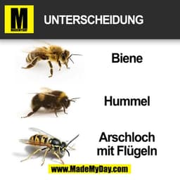 Unterscheidung:
- Biene
- Hummel
- Arschloch mit Flügeln