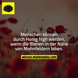 Menschen können durch Honig high werden, wenn die Bienen in der Nähe von Mohnfeldern leben.