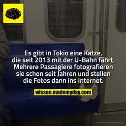 Es gibt in Tokio eine Katze, die seit 2013 mit der U-Bahn fährt. Mehrere Passagiere fotografieren sie schon seit Jahren 