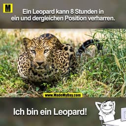 Ein Leopard kann 8 Stunden in ein und der gleichen Position verharren. 

Ich bin ein Leopard!