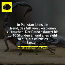 In Pakistan ist es ein Trend, das Gift von Skorpionen zu rauchen. Der Rausch dauert bis zu 10 Stunden an und alles sieht