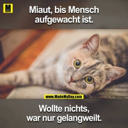 Miaut, bis Mensch
aufgewacht ist.
Wollte nichts,
war nur gelangweilt.