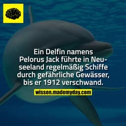 Ein Delfin namens Pelorus Jack führte in Neuseeland regelmäßig Schiffe durch gefährliche Gewässer, bis er 1912 verschwan
