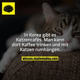 In Korea gibt es Katzencafés.
Man kann dort Kaffee trinken und mit Katzen rumhängen.