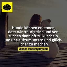 Hunde können erkennen, dass wir traurig sind und versuchen dann oft zu kuscheln, um uns aufzumuntern und glücklicher zu 