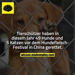 Tierschützer haben in diesem Jahr 49 Hunde und 5 Katzen vor dem Hundefleisch-Festival in China gerettet.