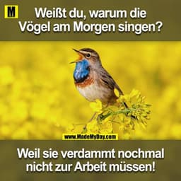 Weißt du, warum die Vögel am Morgen singen?
Weil sie verdammt nochmal nicht zur Arbeit müssen!