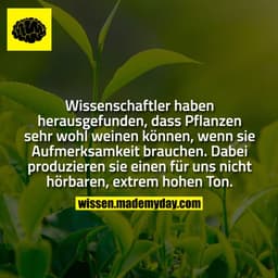 Wissenschaftler haben herausgefunden, dass Pflanzen sehr wohl weinen können, wenn sie Aufmerksamkeit brauchen. Dabei pro