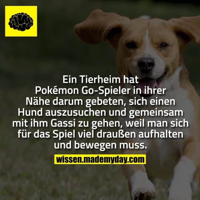 Ein Tierheim hat Pokémon Go-Spieler in ihrer Nähe darum gebeten, sich einen Hund auszusuchen und gemeinsam mit ihm Gass…
