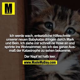Ich werde wach, entsetzliche Hilfeschreie unserer neuen Babykatze dringen durch Mark und Bein. Ich ziehe mir schnell ne 