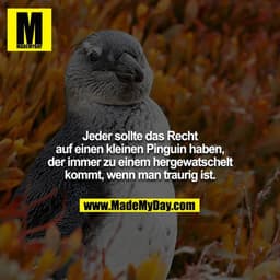 Jeder sollte das Recht auf einen kleinen Pinguin haben, der immer zu einem hergewatschelt kommt, wenn man traurig ist.