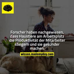Forscher haben nachgewiesen, dass Haustiere am Arbeitsplatz die Produktivität der Mitarbeiter steigern und sie gesünder 
