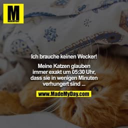 Ich brauche keinen Wecker!

Meine Katzen glauben immer exakt um 05:30 Uhr, dass sie in wenigen Minuten verhungert sind .