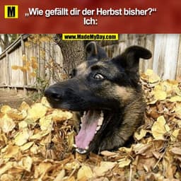 "Wie gefällt dir der Herbst bisher?"
Ich:
