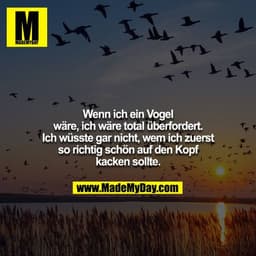 Wenn ich ein Vogel wäre, ich wäre total überfordert. Ich wüsste gar nicht, wem ich zuerst so richtig schön auf den Kopf 