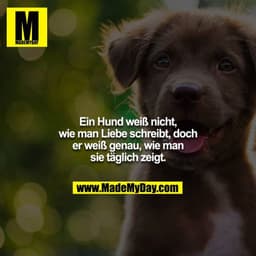 Ein Hund weiß nicht, wie man Liebe schreibt, doch er weiß genau, wie man sie täglich zeigt.