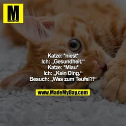 Katze: *niest*
Ich: „Gesundheit.“
Katze: *Miau*
Ich: „Kein Ding.“
Besuch: „Was zum Teufel?!“
