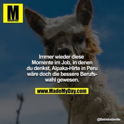 Immer wieder diese Momente im Job, in denen du denkst, Alpaka-Hirte in Peru wäre doch die bessere Berufswahl gewesen.