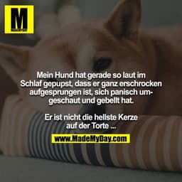 Mein Hund hat gerade so laut im Schlaf gepupst, dass er ganz erschrocken aufgesprungen ist, sich panisch umgeschaut und 