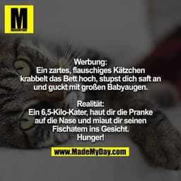 Werbung:
Ein zartes, flauschiges Kätzchen krabbelt das Bett hoch, stupst dich saft an und guckt mit großen Babyaugen.

R